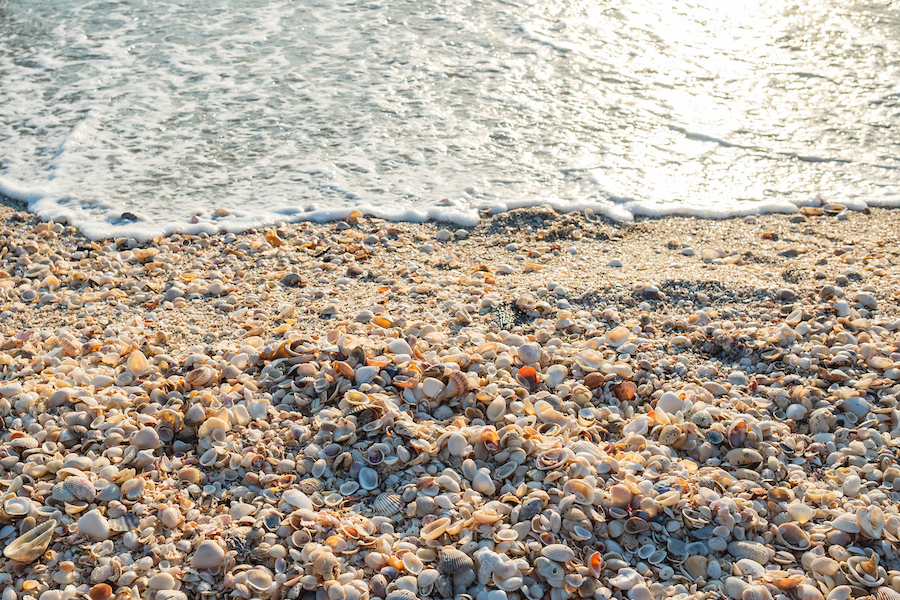 A close-up shot of multiple seashells covering the beach in Fort Myers, Florida, the perfect location for a coastal meeting.